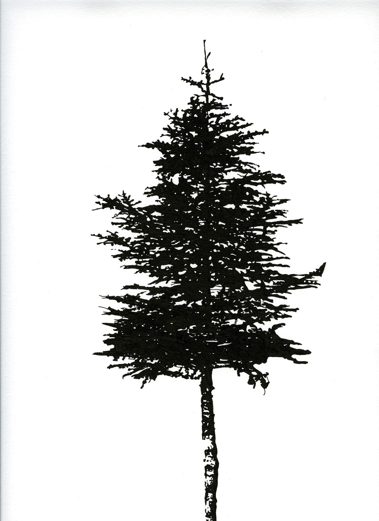 Les arbres - Sapin