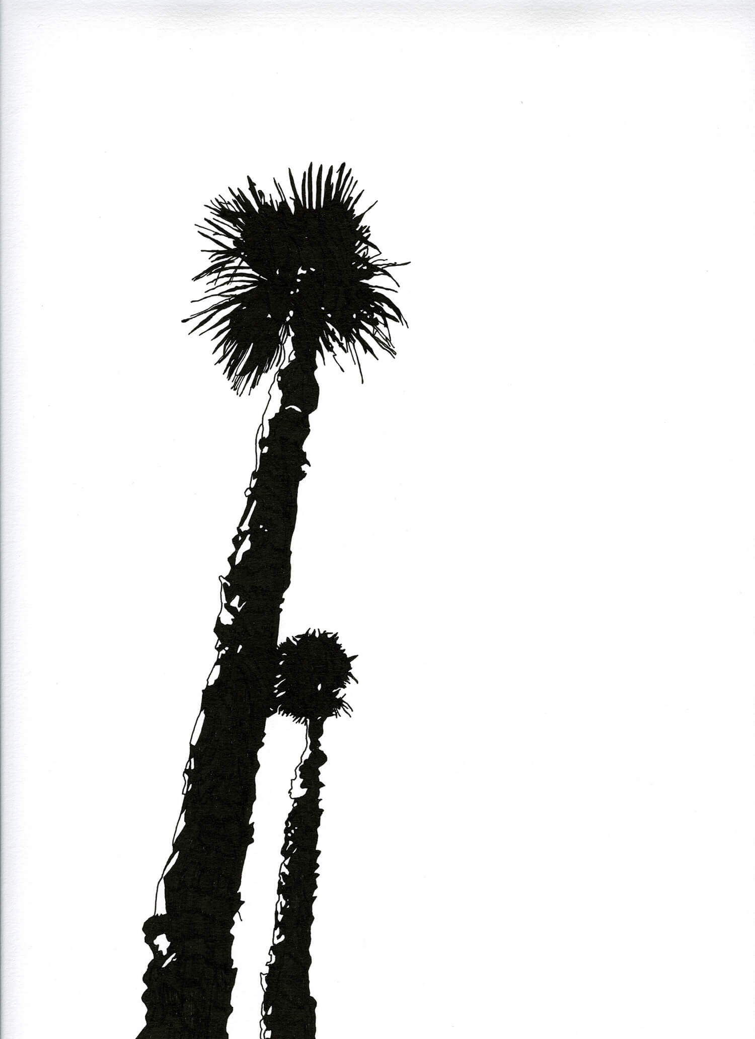 Les arbres - les palmiers de Elisa