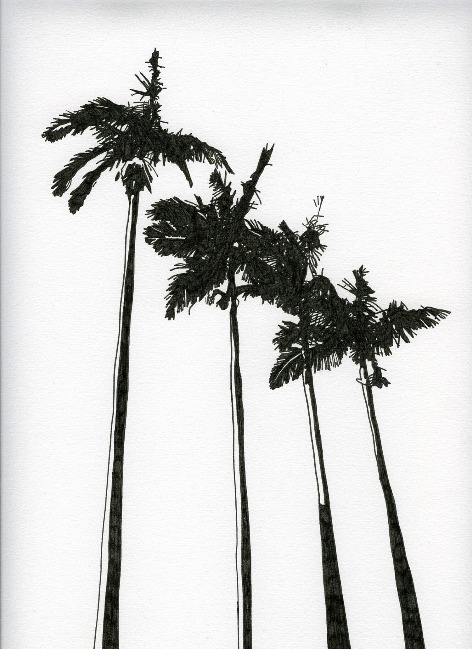 Les arbres - quatre palmiers