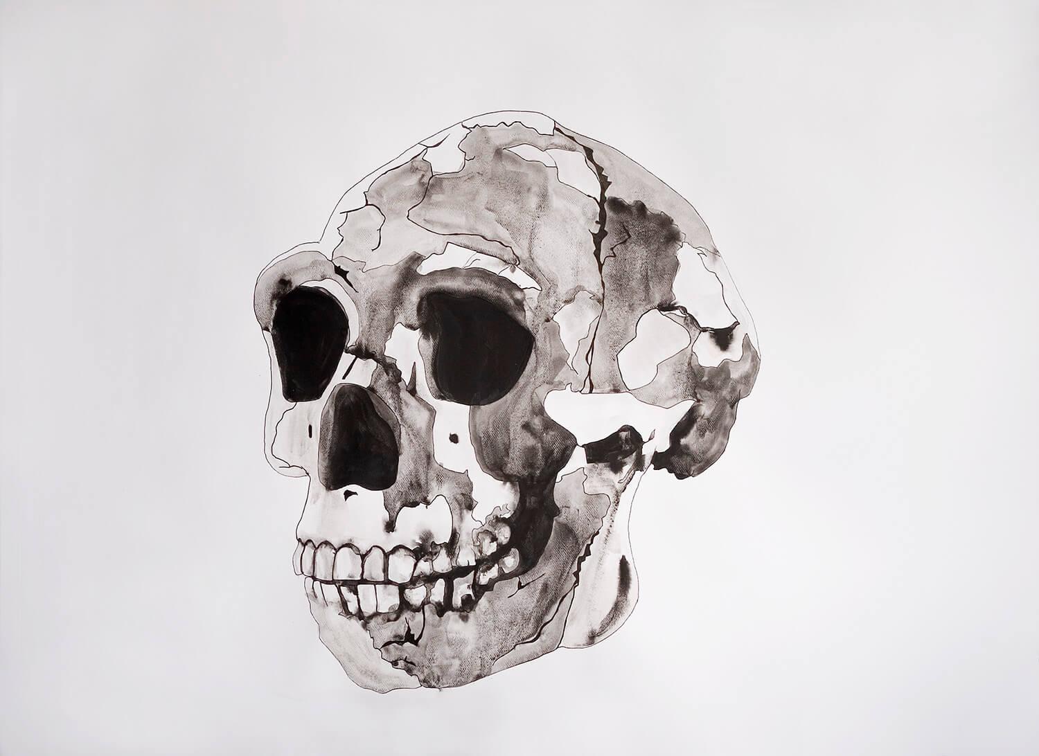 Vanités - Crâne de l'homme de Pékin