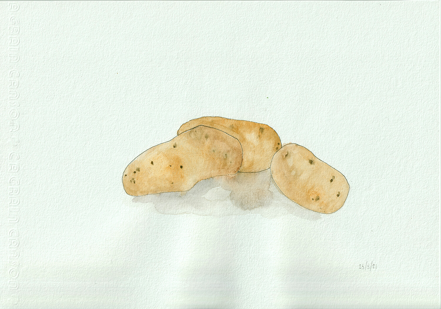 aquarelle pommes de terre dessin